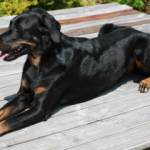 Beauceron Hündin Arven