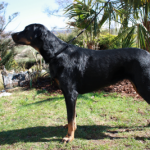 Beauceron Hündin Arven