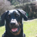 Beauceron Hündin Arven