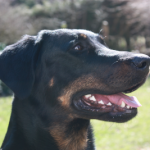 Beauceron Hündin Arven