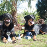 Beauceron Hündinnen Arven und Nava