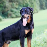 Beauceron Rüde Carus