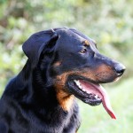 Beauceron Rüde Carus