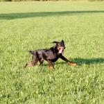 Beauceron Rüde Carus