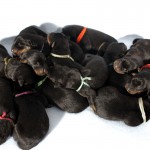 13 baby beaucerons