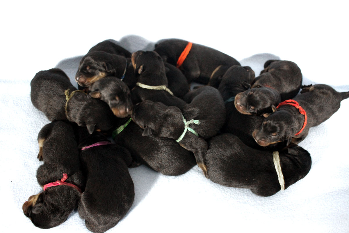 13 baby beaucerons