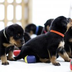 Beauceron Welpen 3. Woche E-Wurf