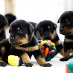 Beauceron Welpen 3. Woche E-Wurf