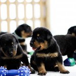 Beauceron Welpen 3. Woche E-Wurf