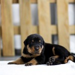 Beauceron Welpen 3. Woche E-Wurf