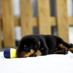 Beauceron Welpen 3. Woche E-Wurf