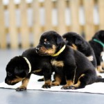 Beauceron Welpen 3. Woche E-Wurf