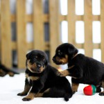 Beauceron Welpen 3. Woche E-Wurf