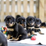 Beauceron Welpen 3. Woche E-Wurf