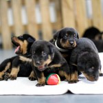 Beauceron Welpen 3. Woche E-Wurf