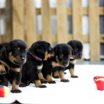 Beauceron Welpen 3. Woche E-Wurf