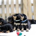 Beauceron Welpen 3. Woche E-Wurf