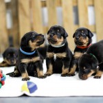 Beauceron Welpen 3. Woche E-Wurf