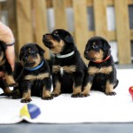 Beauceron Welpen 3. Woche E-Wurf