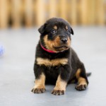 Beauceron Welpen 3. Woche E-Wurf