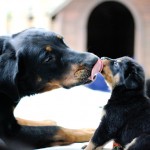 Beauceron-Welpen-4.Woche-E-Wurf