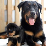 Beauceron-Welpen-4.Woche-E-Wurf