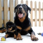 Beauceron-Welpen-4.Woche-E-Wurf