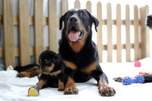 Beauceron-Welpen-4.Woche-E-Wurf