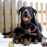 Beauceron-Welpen-4.Woche-E-Wurf