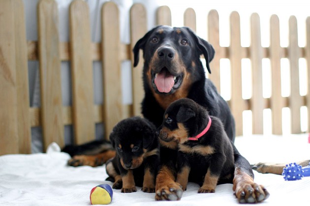 Beauceron-Welpen-4.Woche-E-Wurf