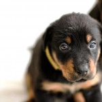 Beauceron-Welpen-4.Woche-E-Wurf