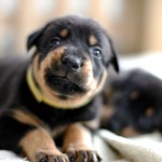 Beauceron-Welpen-4.Woche-E-Wurf