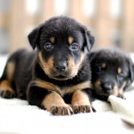 Beauceron-Welpen-4.Woche-E-Wurf