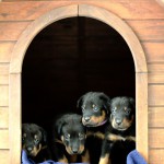 Beauceron-Welpen-4.Woche-E-Wurf