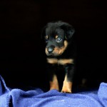 Beauceron-Welpen-4.Woche-E-Wurf