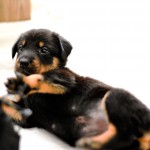 Beauceron-Welpen-4.Woche-E-Wurf