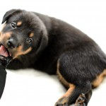 Beauceron-Welpen-4.Woche-E-Wurf