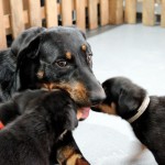 Beauceron-Welpen-5.Woche-E-Wurf