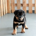 Beauceron-Welpen-5.Woche-E-Wurf