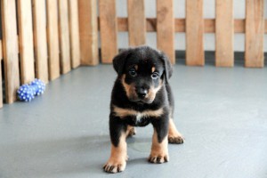 Beauceron-Welpen-5.Woche-E-Wurf