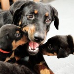 Beauceron-Welpen-5.Woche-E-Wurf