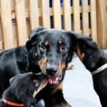 Beauceron-Welpen-5.Woche-E-Wurf