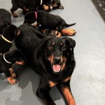 Beauceron-Welpen-5.Woche-E-Wurf