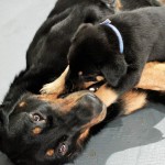 Beauceron-Welpen-5.Woche-E-Wurf