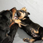 Beauceron-Welpen-5.Woche-E-Wurf