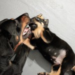 Beauceron-Welpen-5.Woche-E-Wurf