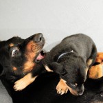 Beauceron-Welpen-5.Woche-E-Wurf