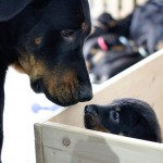 Beauceron-Welpen-5.Woche-E-Wurf