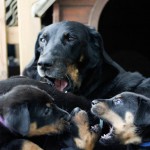 Beauceron-Welpen-5.Woche-E-Wurf