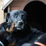 Beauceron-Welpen-5.Woche-E-Wurf